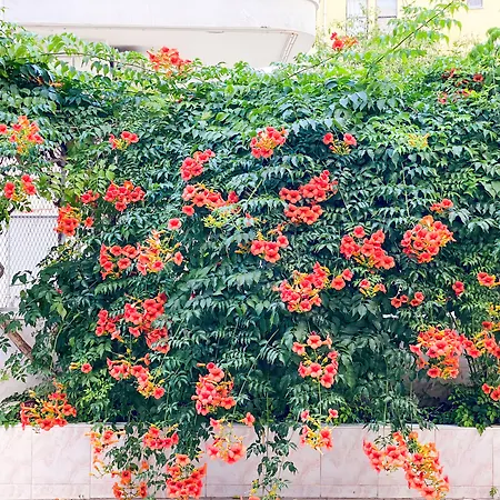 Hotel de apartamente Bella Rose Suite Hotel, Alanya Alanya